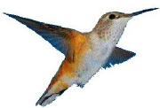 hummingbird2.jpg